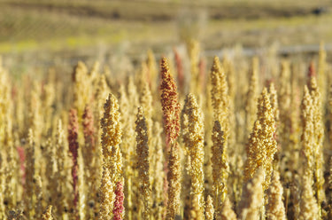 100 Organic PEPPERMINT QUINOA Grain Chenopodium Quinoa White & Green Heads - White Seeds